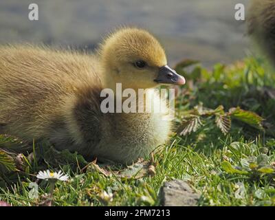 Singolo carino e soffice Greylag Goose gosling (Anser anser) seduta contenta dal bordo dell'acqua in un parco di campagna fuori Glasgow, Scozia, Regno Unito Foto Stock