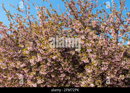 Fioritura dei ciliegi nel Jardin des Plantes di Parigi Foto Stock