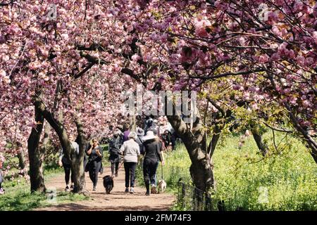 Central Park è vibrante quando i Kwanzan Cherry Trees sono a Bloom, 2021 Springtime, New York, Stati Uniti Foto Stock