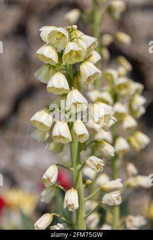 Primo piano di un giglio persiano (frisillarai persica) pianta in fiore Foto Stock