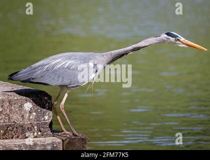 Primo piano di Grey Heron sul lato del lago con collo esteso caccia per pesci - vista laterale Foto Stock