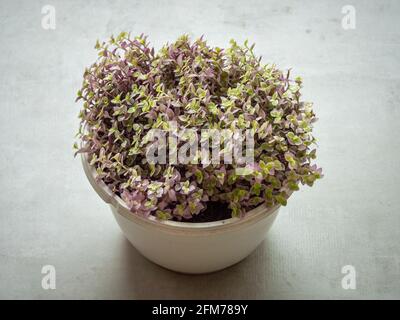 Pianta di inchplant strisciante, ebreo boliviano o la vite della tartaruga (callisia repens), pianta di Withe Pot con le foglie poco verdi e viola Foto Stock