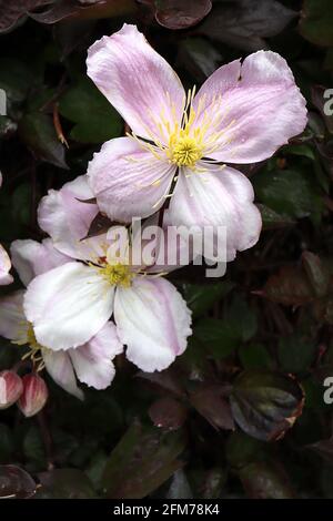 Clematis montana ‘Elizabeth’ pale fiori rosa con satin shen, maggio, Inghilterra, Regno Unito Foto Stock