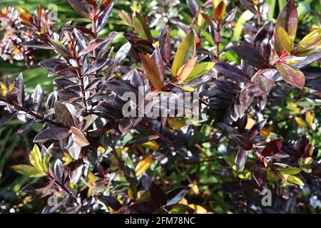 Hebe ‘Midnight Sky’ o ‘Lowten’ arbusti Veronica – arbusto con colonne di foglie nere e verdi, maggio, Inghilterra, Regno Unito Foto Stock