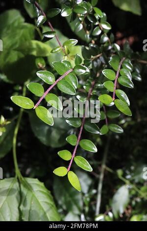 Lonicera nitida box honeysuckle – piccole foglie ovali lucide e steli rossi, maggio, Inghilterra, Regno Unito Foto Stock