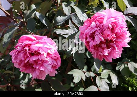 Paeonia lactiflora ‘Sarah Bernhardt’ Peonia Sarah Bernhardt – enorme rosa rosa fiori doppi e grandi foglie divise, maggio, Inghilterra, Regno Unito Foto Stock