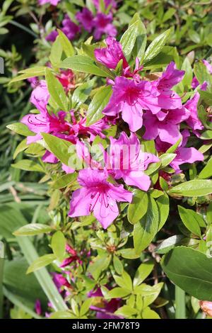 Rhododendron / Azalea ‘Geisha Purple’ Rhododendron / Azalea Fumiko – fiori rosa profondo a forma di imbuto e foglie ellittiche verdi fresche, maggio, Inghilterra, Regno Unito Foto Stock