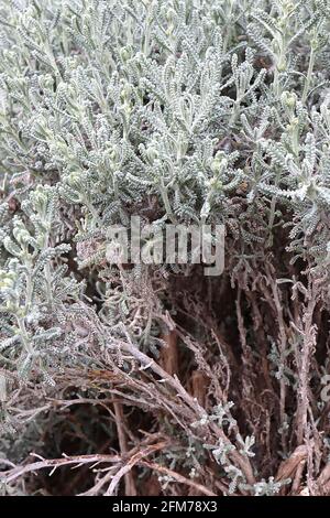 Santolina chamaecyparissus Cotton lavanda – foglie grigie dense simili a quelle di lana, maggio, Inghilterra, Regno Unito Foto Stock