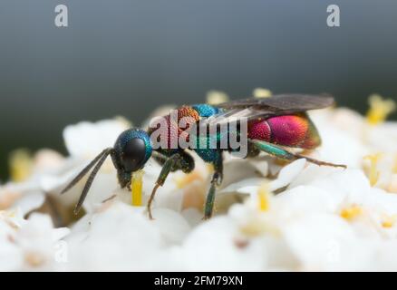 Wasp femminile a cucù, Hedychrum che si nuce al fiore fotografato con un elevato ingrandimento Foto Stock