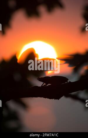 Bella foto di un beetle femmina di stag sul ramo di quercia al tramonto dall'oceano, il sole sta riflettendo in acqua Foto Stock