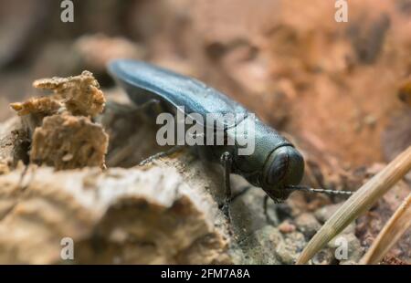 Steelblue beetle gioiello, Phaenops su pineta Foto Stock