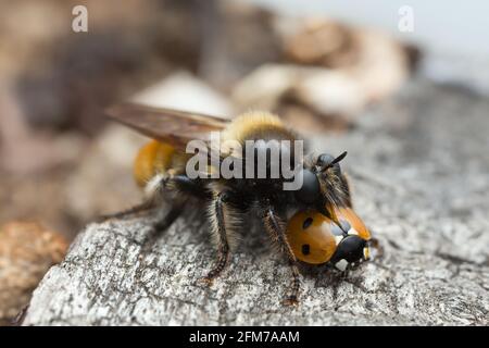 Rapa mosca, Laphria fava che si nuce sul ladybug Foto Stock