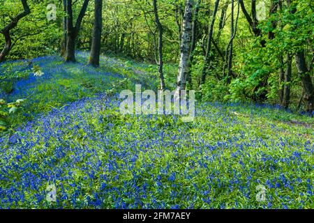 Carr Mill Dam è una zona incredibilmente bella con facili collegamenti di viaggio tra Liverpool e Manchester situate a St Helens. Non solo il più grande entroterra Foto Stock