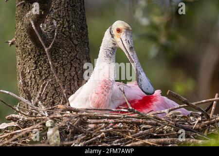 Rosate la spatola su Nest Foto Stock