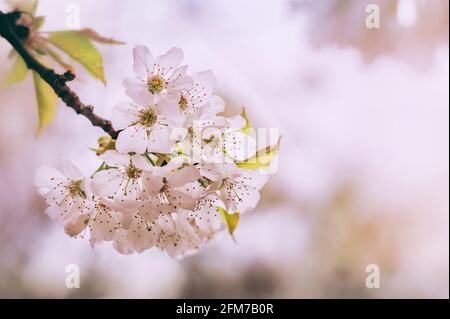 Belle piante di prugne selvatiche fiore Foto Stock