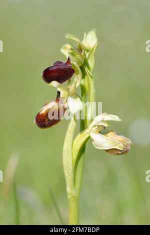 Orchidea ragno precoce - Sphegodes Ophrys, con tre fiori Foto Stock