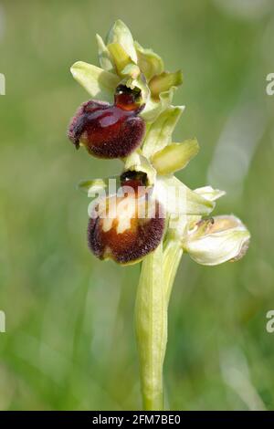 Orchidea ragno precoce - Sphegodes Ophrys, con tre fiori Foto Stock