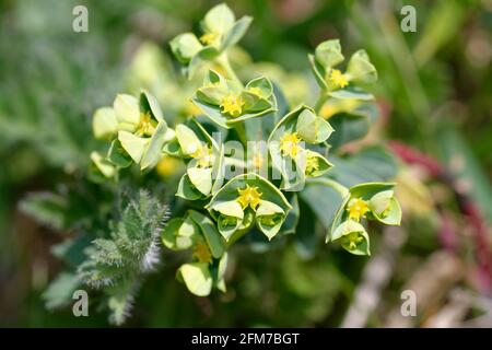 Portland Spurge - Euphorbia portlandica, fiore di piante costiere Foto Stock