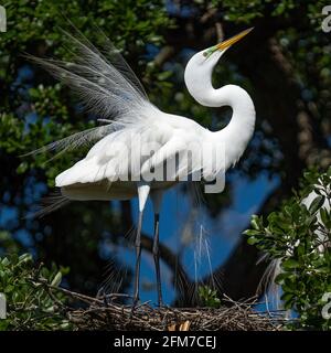 Una grande visualizzazione di egret. Foto Stock
