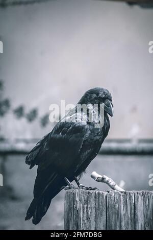 Immagine in scala di grigi di un corvo nero su un tronco di albero Foto Stock