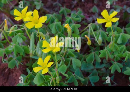 Slingen Yellow Woodsorrel, Oxalis dillenii Foto Stock