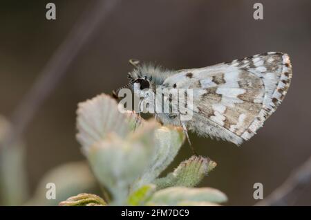 Comune scacchierato, Burnsius communis Foto Stock
