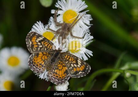 Phaon Crescent, Phyciodes phaon, nettaring da Fleabane, Erigeron sp., mentre appena dietro lurks un Nursery Web Spider, Pisaurina mira Foto Stock