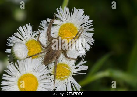 Nursery Web Spider, Pisaurina mira, in agguato su Fleabane, Erigeron sp. Foto Stock