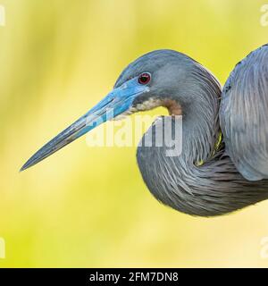 Heron tricolore appollaiato contro il tramonto Foto Stock