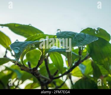 Rugiada mattutina appesa alle foglie di un albero di dogwood Foto Stock