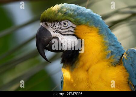 Blu e Giallo Macaw Foto Stock