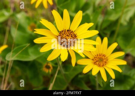 Balsamroot Fiori nella Gola della Columbia Orientale vicino a Rowena, Oregon in primavera. La zona è conosciuta per i suoi fiori selvatici nella primavera iniziale. Foto Stock