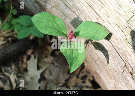 Prairie trillium contro un log in sole luminoso a Camp Ground Road Woods a Des Plaines, Illinois Foto Stock