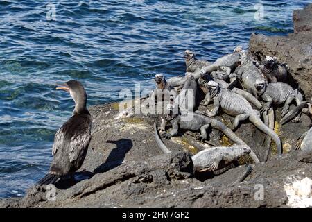 Cormorano senza luce (Phalacrocorax harrisi) da una colonia di iguane marine a Punta Espinoza, isola di Fernandina, Galapagos, Ecuador Foto Stock