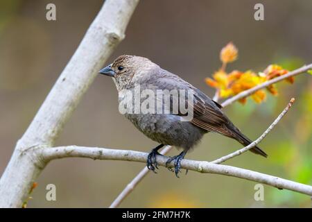 Cowbird a testa marrone, (Molothrus ater) Foto Stock