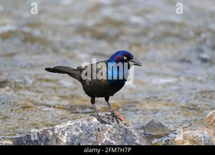 Grackle comune, (Quiscalus quiscula), uccello adulto Foto Stock