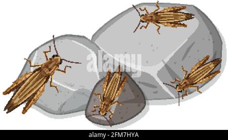 Molte cavallette su pietre isolato illustrazione Illustrazione Vettoriale