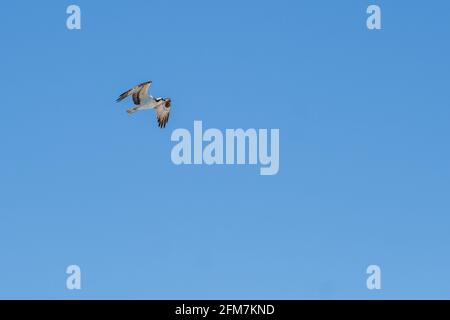 Osprey con ali piegate vola sul Golfo del Messico a Gulf Shores, Alabama, USA Foto Stock