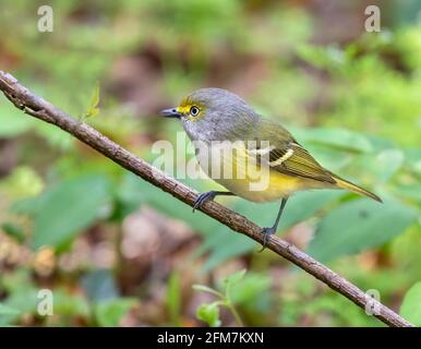 vireo dagli occhi bianchi (Vireo griseus) durante la migrazione primaverile a Galveston, Texas Foto Stock