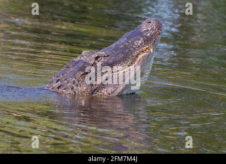 Alligatore americano che ruggisce in acqua al Brazos Bend state Park, Texas Foto Stock
