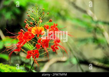 Il fiore tropicale di Peacock esotico arancio e giallo fiorisce con il verde su sfondo sfocato. Foto Stock