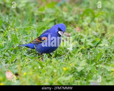 Becco di mare blu (Passerina caerulea) che si nutre nell'erba verde Foto Stock