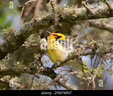 Warbler Blackburniano (Setophaga fusca) durante la migrazione primaverile a Galveston, Texas Foto Stock