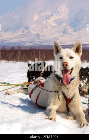 Husky in imbracatura poggiata sulla neve su Kamchatka Foto Stock