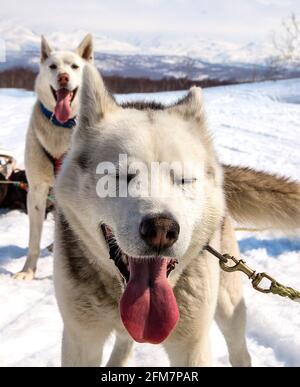 Husky in imbracatura poggiata sulla neve su Kamchatka Foto Stock