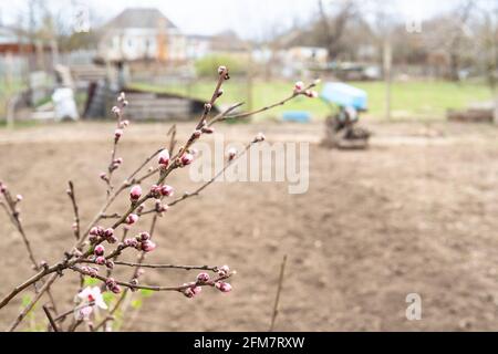 ramoscelli di alberi di pesca con boccioli rosa e giardino arato sullo sfondo in villaggio il giorno di primavera (mettere a fuoco i ramoscelli in primo piano) Foto Stock