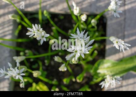 Aglio selvatico in fiore (Allium ursinum) in giardino. La pianta è anche conosciuta come ramsons, fibbramoni, aglio a foglia larga, aglio di legno, porro di orso. Foto Stock