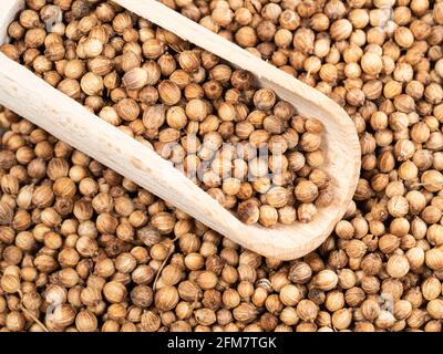 paletta di legno su pila di semi di coriandolo essiccato closeup Foto Stock