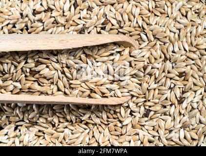 vista dall'alto della paletta di legno su pila di scagliola non sbucciata semi di canarino closeup Foto Stock