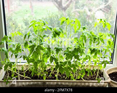 piantine di pomodoro fresche in scatola sul davanzale della finestra a casa Foto Stock